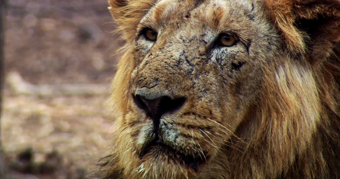 Lion Cub