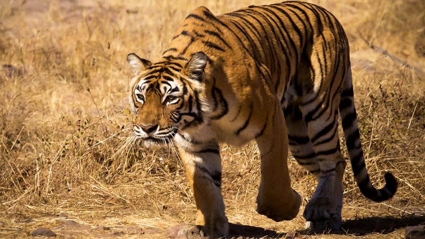 The World's Most Famous Tiger