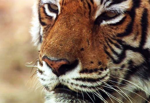 Tiger Queen