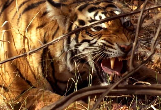 Tiger Revenge