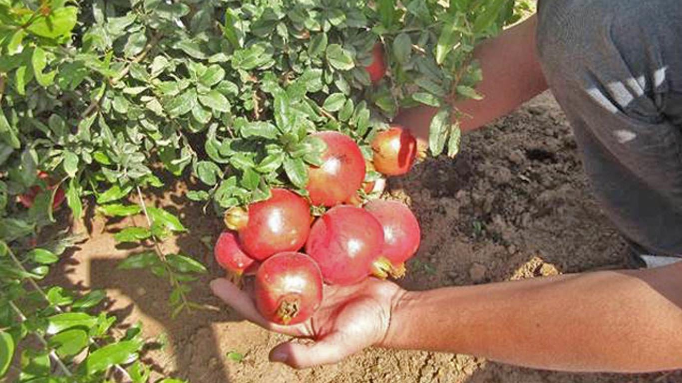 Bayer Crop Science