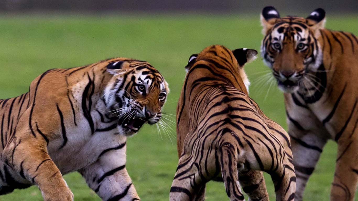 Clash of Tigers