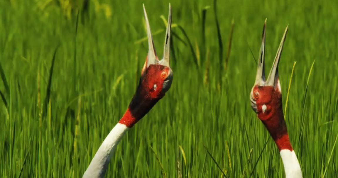 Sarus