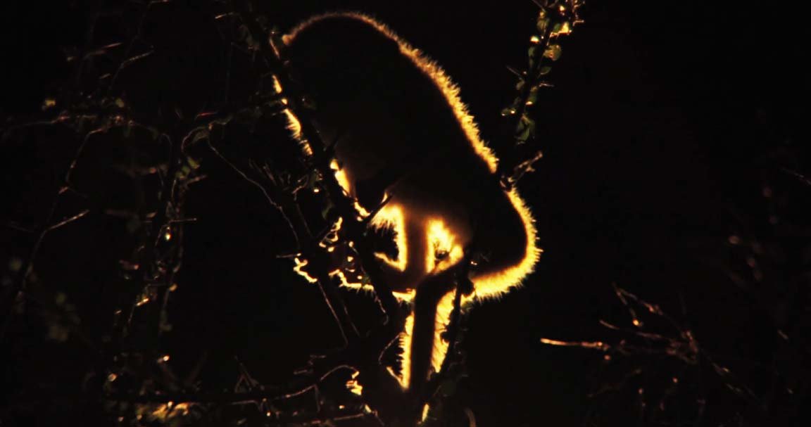 Slender Loris