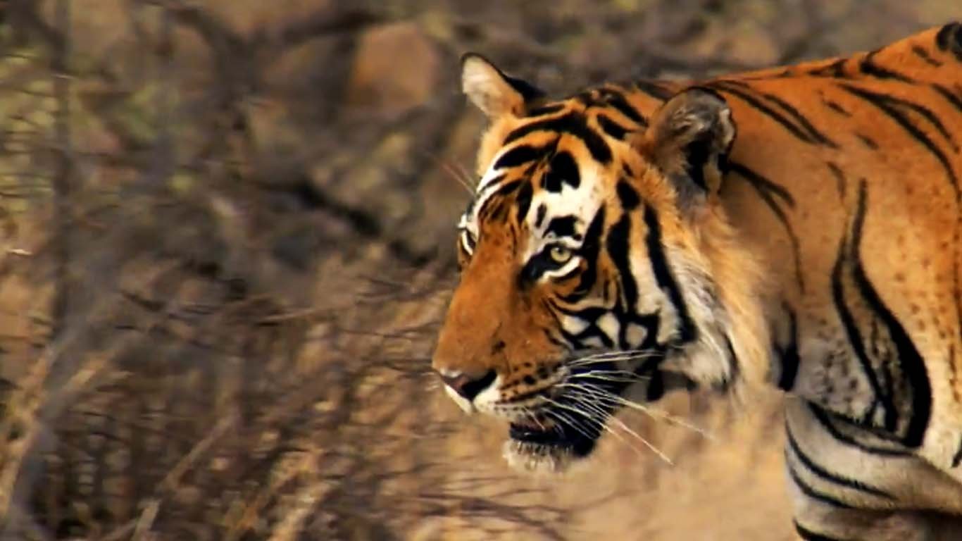 Das Tiger Experiment