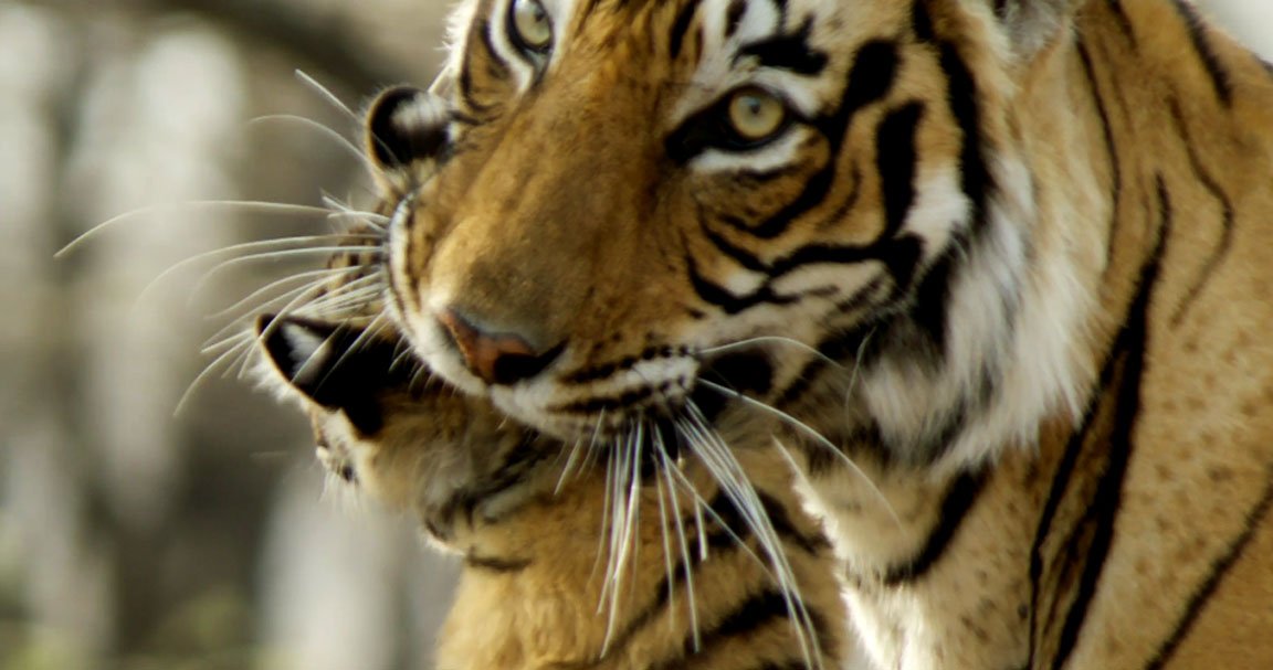 Wonders of the Tiger World